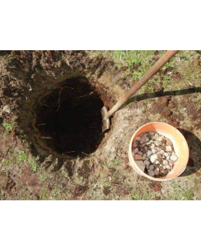 Груша домашня Бере Жиффар | Pyrus communis Bere Zhyffar | Груша домашняя Бере Жиффар