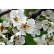 Груша домашня Бере Жиффар | Pyrus communis Bere Zhyffar | Груша домашняя Бере Жиффар