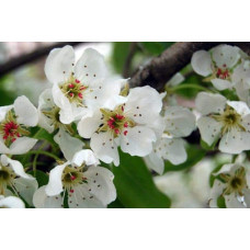 Груша домашня Бере Жиффар | Pyrus communis Bere Zhyffar | Груша домашняя Бере Жиффар
