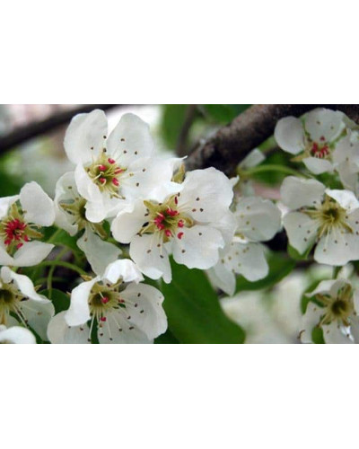 Груша домашня Бере Жиффар | Pyrus communis Bere Zhyffar | Груша домашняя Бере Жиффар