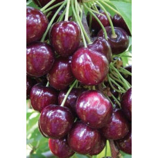 Черешня колоновидна Сем | Prunus avium columnar Sam | Черешня колоновидная Сем