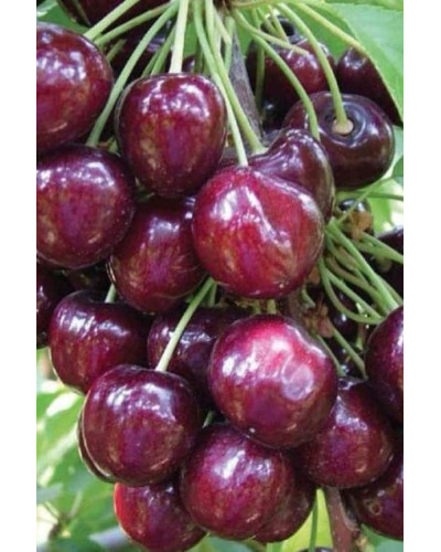 Черешня колоновидна Сем | Prunus avium columnar Sam | Черешня колоновидная Сем