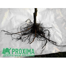 Черешня колоновидна Сем | Prunus avium columnar Sam | Черешня колоновидная Сем