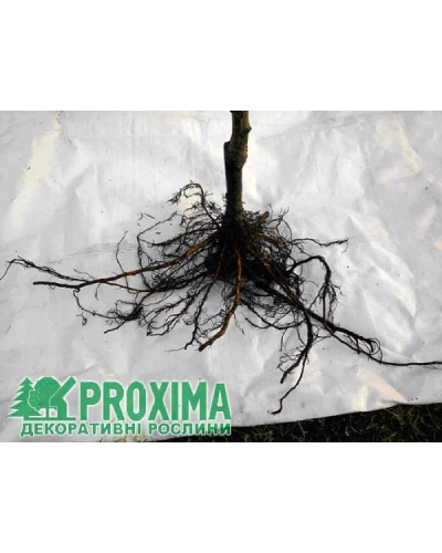 Черешня колоновидна Сем | Prunus avium columnar Sam | Черешня колоновидная Сем