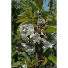 Черешня колоновидна Сем | Prunus avium columnar Sam | Черешня колоновидная Сем