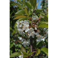 Черешня колоновидна Сем | Prunus avium columnar Sam | Черешня колоновидная Сем