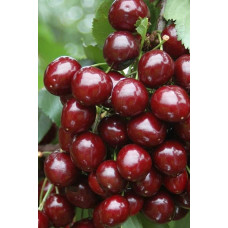 Черешня Мелітопольська Чорна | Черешня Мелитопольская Чёрная | Prunus avium Melitopol Вlack Later