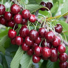 Черешня Мелітопольська Чорна | Черешня Мелитопольская Чёрная | Prunus avium Melitopol Вlack Later