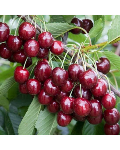 Черешня Мелітопольська Чорна | Черешня Мелитопольская Чёрная | Prunus avium Melitopol Вlack Later