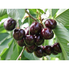 Черешня Мелітопольська Чорна | Черешня Мелитопольская Чёрная | Prunus avium Melitopol Вlack Later