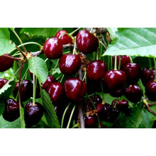 Черешня Мелітопольська Чорна | Черешня Мелитопольская Чёрная | Prunus avium Melitopol Вlack Later