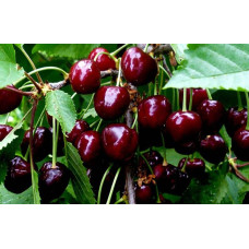 Черешня Мелітопольська Чорна | Черешня Мелитопольская Чёрная | Prunus avium Melitopol Вlack Later