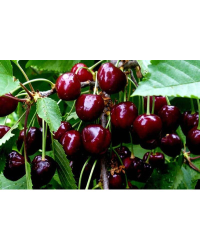 Черешня Мелітопольська Чорна | Черешня Мелитопольская Чёрная | Prunus avium Melitopol Вlack Later