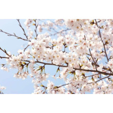 Черешня Мелітопольська Чорна | Черешня Мелитопольская Чёрная | Prunus avium Melitopol Вlack Later