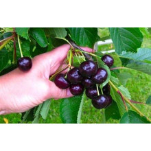 Черешня Мелітопольська Чорна | Черешня Мелитопольская Чёрная | Prunus avium Melitopol Вlack Later
