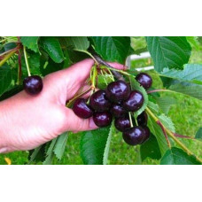 Черешня Мелітопольська Чорна | Черешня Мелитопольская Чёрная | Prunus avium Melitopol Вlack Later