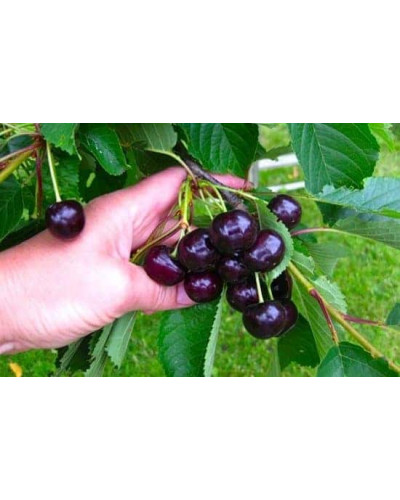 Черешня Мелітопольська Чорна | Черешня Мелитопольская Чёрная | Prunus avium Melitopol Вlack Later