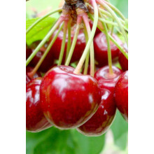 Черешня Самміт | Prunus avium Summit | Черешня Саммит