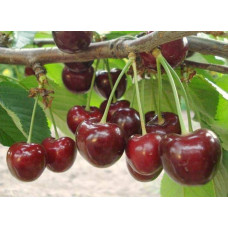 Черешня Самміт | Prunus avium Summit | Черешня Саммит
