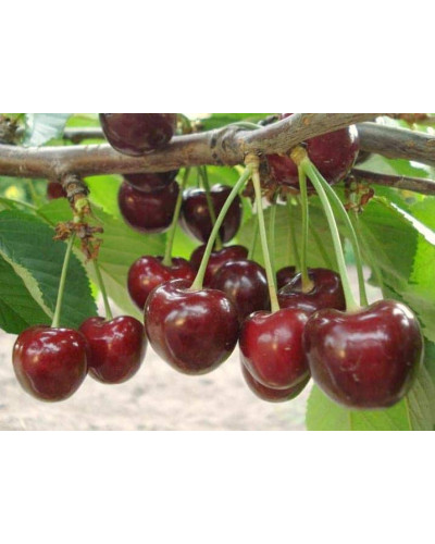 Черешня Самміт | Prunus avium Summit | Черешня Саммит