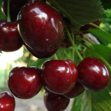 Черешня Самміт | Prunus avium Summit | Черешня Саммит
