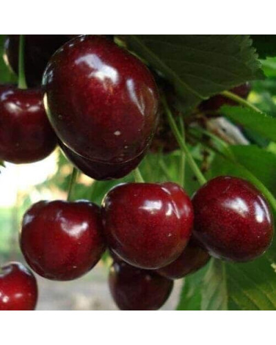 Черешня Самміт | Prunus avium Summit | Черешня Саммит