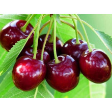 Черешня Самміт | Prunus avium Summit | Черешня Саммит