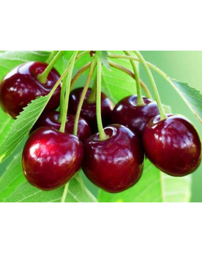 Черешня Самміт | Prunus avium Summit | Черешня Саммит