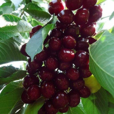 Черешня Самміт | Prunus avium Summit | Черешня Саммит