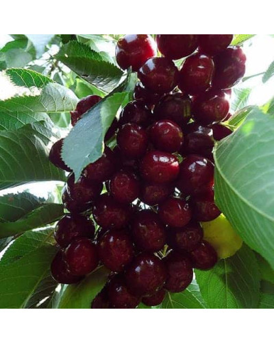 Черешня Самміт | Prunus avium Summit | Черешня Саммит