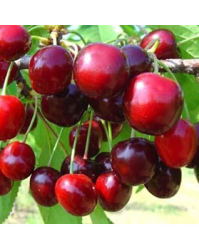 Черешня Самміт | Prunus avium Summit | Черешня Саммит