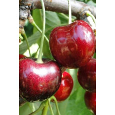 Черешня Стаккато (пізня) | Черешня Стаккато (поздняя) | Prunus avium Staccato