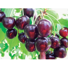 Черешня Стаккато (пізня) | Черешня Стаккато (поздняя) | Prunus avium Staccato