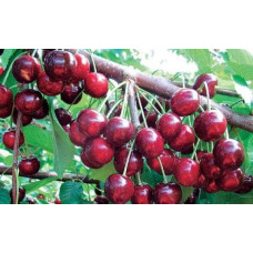 Черешня Стаккато (пізня) | Черешня Стаккато (поздняя) | Prunus avium Staccato