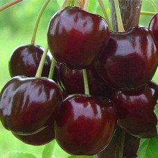 Черешня Стаккато (пізня) | Черешня Стаккато (поздняя) | Prunus avium Staccato