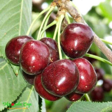 Черешня Стаккато (пізня) | Черешня Стаккато (поздняя) | Prunus avium Staccato