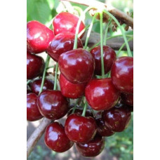 Черешня Ярославна (ранняя) | Черешня Ярославна (рання) | Prunus avium Yaroslavna