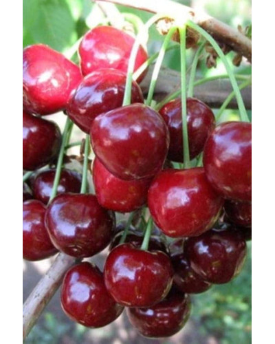 Черешня Ярославна (ранняя) | Черешня Ярославна (рання) | Prunus avium Yaroslavna
