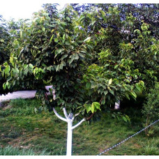 Черешня Ярославна (ранняя) | Черешня Ярославна (рання) | Prunus avium Yaroslavna