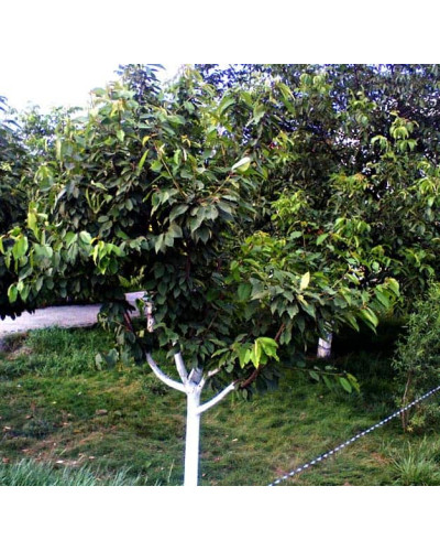 Черешня Ярославна (ранняя) | Черешня Ярославна (рання) | Prunus avium Yaroslavna