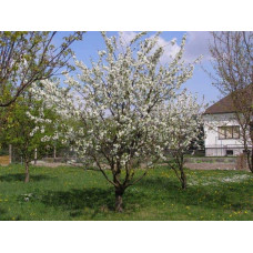 Черешня Ярославна (ранняя) | Черешня Ярославна (рання) | Prunus avium Yaroslavna