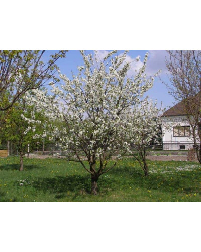 Черешня Ярославна (ранняя) | Черешня Ярославна (рання) | Prunus avium Yaroslavna