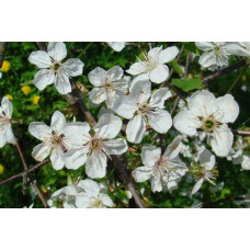 Черешня Ярославна (ранняя) | Черешня Ярославна (рання) | Prunus avium Yaroslavna