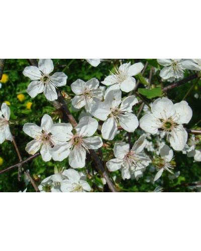Черешня Ярославна (ранняя) | Черешня Ярославна (рання) | Prunus avium Yaroslavna