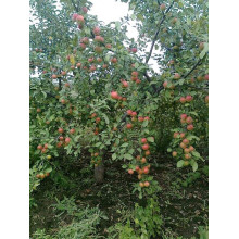 Яблуня домашня Джонаголд (зимова) | Яблоня домашняя Джонаголд (зимняя) | Malus domestica Jonagold