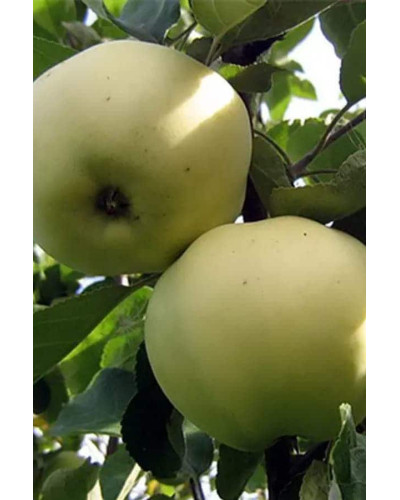 Яблуня домашня Папіровка (літня) | Яблоня домашняя Папировка (летняя) | Malus domestica Papirovka