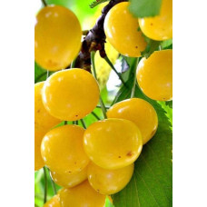 Черешня Жовточок | Черешня Желточек | Prunus avium Yolk