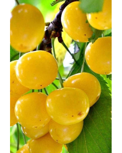 Черешня Жовточок | Черешня Желточек | Prunus avium Yolk