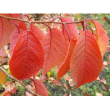 Черешня Жовточок | Черешня Желточек | Prunus avium Yolk