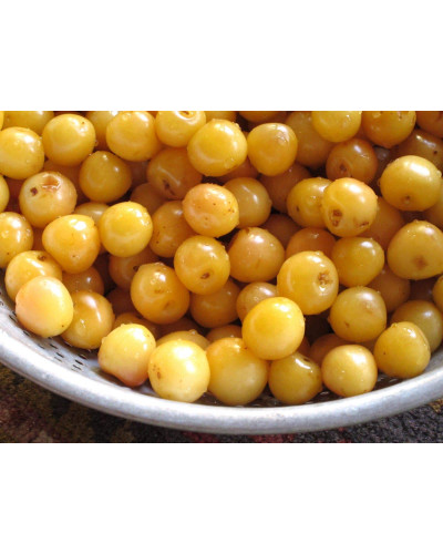 Черешня Жовточок | Черешня Желточек | Prunus avium Yolk